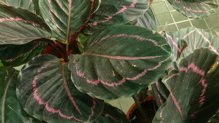 Calathea roseopicta