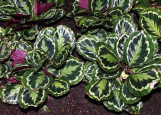 consejos cuidado cuidado planta Calathea