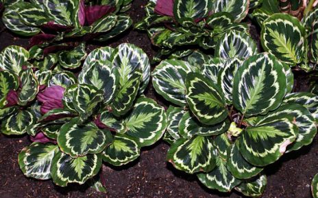 consejos cuidado cuidado planta Calathea