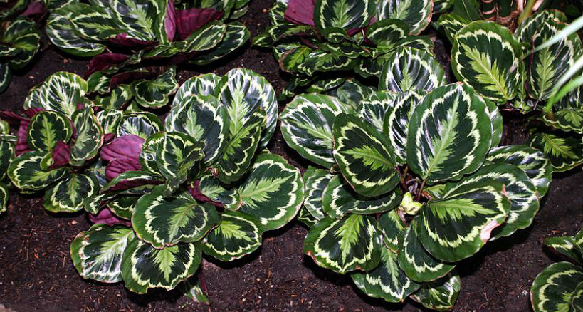 consejos cuidado cuidado planta Calathea